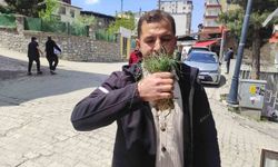 Zuzubak otu, köylüler için önemli bir gelir kapısı