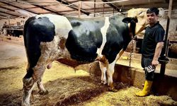 1.2 tonluk dev 'Paşa' 650 bin liraya alıcısını buldu