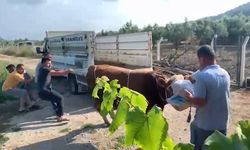 6 kişinin zapt edemediği boğa bir tekmeyle böyle yere serdi