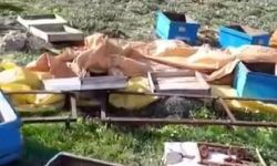 Aç kalan ayı kovanları parçaladı, kaçarken görüntülendi