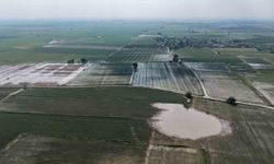 Adana'da tarım arazileri sular altında kaldı