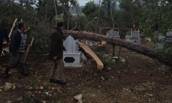 Adıyaman'da fırtına da ağaçlar devrildi