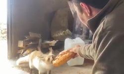 Ahlat'ta tilki ile işçilerin dostluğu gülümsetiyor