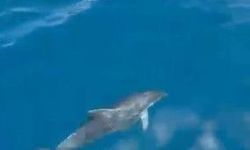 Alanya'da yunusların gösterisi turistleri hayran bıraktı