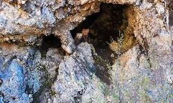Anne ayı ve yavruları inlerinde dron kamerasıyla görüntülendi