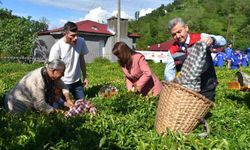 Artvin'de çay sezonu açıldı