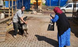 Besicilerin kurbanda da mesaisi sürüyor