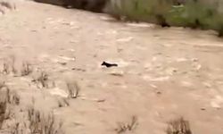 Bingöl'de sel sularına kapılan at ölümden döndü