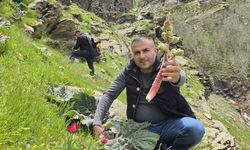 Bitlisliler 'yayla muzu' için dağlara akın etti