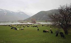 Bitlis'te meralar yeşerdi, hayvanlar otlaklara çıktı