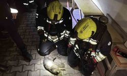 Bolu'da apartman dairesinde korkutan yangın: Evin kedisi telef oldu