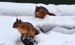 Bolu'da sincapların kar keyfi kamerada