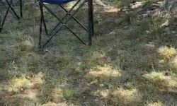 Bursa'da sarı yılan paniği