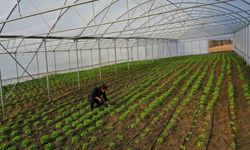 Çiftçilere yüzde 50 hibeli modern sera desteği