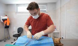 Denizli'de sokak hayvanlarını kısırlaştırma ve sahiplendirmede rekor artış