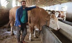 Elazığ'da 1 ton 200 kiloluk isimsiz tosun, alıcısını bekliyor