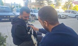 Elazığ'da 'Zeytin' isimli oğlak, mahallenin maskotu haline geldi