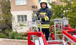 Erzincan'da çatıda mahsur kalan kedi itfaiye ekiplerince kurtarıldı