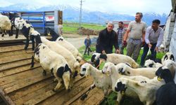 Erzincan'da tulum peyniri için zorlu yayla yolculuğu başladı
