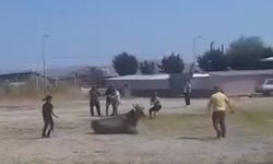 Hayvan pazarından kaçan inek ortalığı karıştırdı