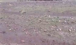 Iğdır'da sağanak ve dolu sonrası sel: Hayvanlar son anda kurtarıldı
