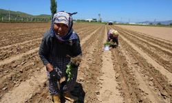 İşçi Bayramı'nın öteki yüzü