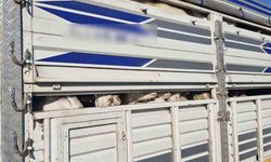 İstanbul'da kaçak kurbanlık operasyonu: Kaçak 126 kurbanlık yakalandı, sürücülere ceza yağdı