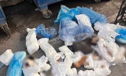 İzmir'de poşetler içinde 33 ölü kedi bulundu