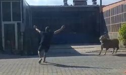 Kaçan kurbanlık koçu esnaf yakaladı