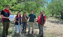 Kahverengi kokarcaya karşı samuray arısı salınımı yapıldı