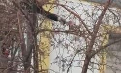 Kars'ta ağaçta mahsur kalan güvercini itfaiye ekipleri kurtardı