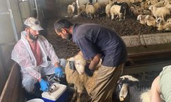 Kemah'ta küçükbaş hayvanlar için sağlık taraması yapıldı