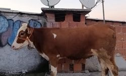 Kesmek için büyükbaş hayvanı 6'ıncı kata çıkardı