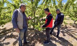 Kiraz üretim alanlarında kontroller sürüyor