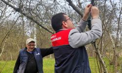 Kırklareli'de kahverengi kokarca böceği izleme çalışmaları