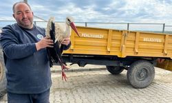 Kırklareli'de yaralı leyleğe şefkat eli