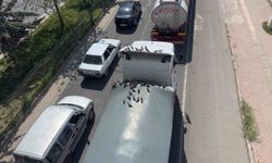 Kırmızı ışıkla birlikte kumruların ziyafeti başlıyor