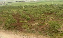 Komşu illerde aşırı yağışlar nedeniyle Siirt fıstığında rekolte ve talebin artması bekleniyor