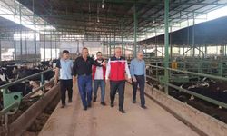 Kurban Bayramı öncesi hayvan satış yerlerinde sıkı denetim