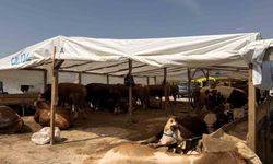 Kurban pazarlarında haşereye karşı ilaçlama mesaisi