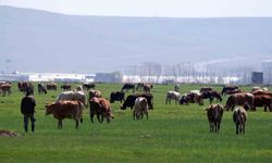 Kurban satışlarında sosyal medya tuzağı