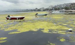 Kurupelit Marina'daki 'deniz marulu' sorununa neşter: 345 bin metreküp dip çamuru temizlenecek