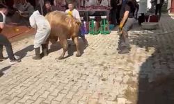 Kütahya'da kaçmaya çalışan kurbanlık kesim görevlisini savurdu
