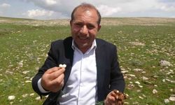 Malatya'da yüksek rakımlı bölgelerde çiğdem mesaisi