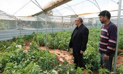 Mersin'de dolu, sebze tarlaları ve meyve bahçelerine zarar verdi
