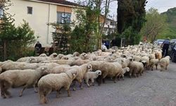 Ordu'da koyunların yayla yolculuğu