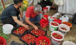 Organik çilek üreticileri pazar için destek bekliyor