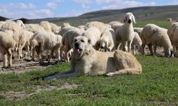 Sivas'ta küçükbaş hayvan sayısı 1 milyonun altına düştü