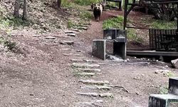 Soğuksu Milli Parkı'nda ayı ailesi görüntülendi