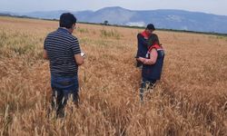 Söke'de hububat tarlalarında sıkı denetim